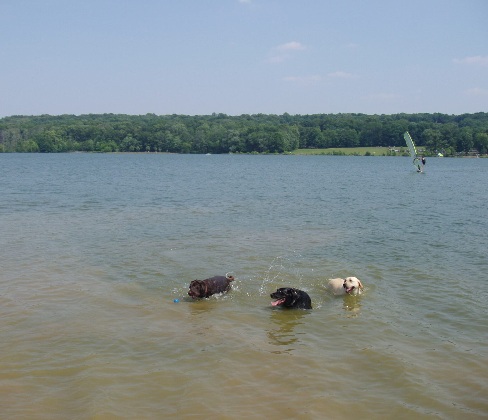 are dogs allowed at peace valley park